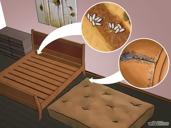 bed bugs, get rid of bed bugs, bed bug treatment, bugs that look like bed bugs, baby bed bugs, bat bug, bed bug exterminator, bed bugs look like, bed bug exterminator near me, kill bed bugs, black bed bugs, bugs in bedroom, bed bugs on mattresses, cimex lectularius, bed bug infestation, most effective bed bug treatment, cimexa, bed bug removal, best way to get rid of bed bugs, bed bug treatment cost, bed bugs control, bed bug pest control, bed bug exterminator cost, bat bug bed bugs, bug exterminator near me, bed bugs removal, best way to kill bed bugs, small bed bugs, tiny black bugs in bed, bed bug prevention, cimexa dust, bed bug treatment near me, bed bug detector, bed bugs on bed, bed bugs in hair, bed bug nest, dead bed bugs, tiny bugs in bed not bed bugs, best bed bug treatment, female bed bug, bug infestation, bed bug inspection, white bed bugs, red bed bugs, bugs mistaken for bed bugs, bug exterminators, ortho home defense bed bug, tiny bed bugs, bed bugs solution, tiny red bugs in bed, bed bugs in couch, bed bug skin, bed bug detection, bed bugs reddit, bed mite, bed bugs in carpet, buggybeds, flea bed bugs, small bugs in bed, small black bug in bed, little black bugs in bed, couch bugs, bed bug skin shed, bed bug companies, bed bug home treatment, buggy beds shark tank, finding bed bugs, bedroom little tiny black bugs in house, bed bugs on walls, flying bed bugs, bed ticks, bed bugs spread, bed bug killers, kill bed bugs naturally, bed bug wings, do bed bugs, bed bug nymphs, bed bugs on sheets, baby bed bugs look like, repel bed bugs, do bed bugs spread, bedroom small black bugs, black bugs that look like bed bugs, bed bug protection, steam bed bugs, bugs control, sensci, bed bug shed, carpet beetles bugs that look like bed bugs, just born baby bed bugs, bed bug eradication, varied carpet beetle bed bugs, orkin bed bug treatment cost, bed bug fumigation, bed insects, say bye bed bugs, orkin bed bugs, cimexa insecticide dust, aprehend bed bug, bed bug removal cost,